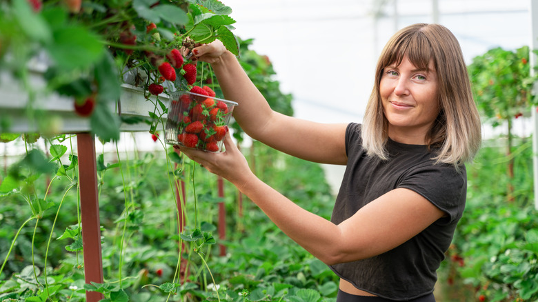 Woman tends hanging strawberry plant