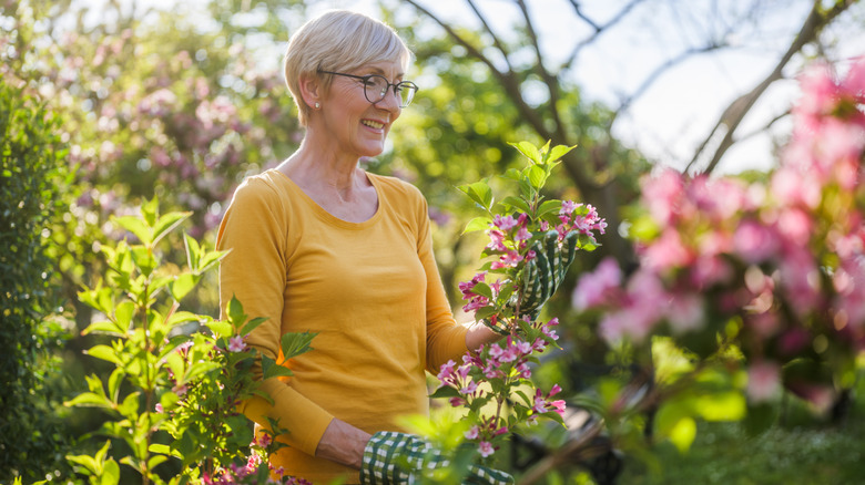 Someone tending to their pink flowers