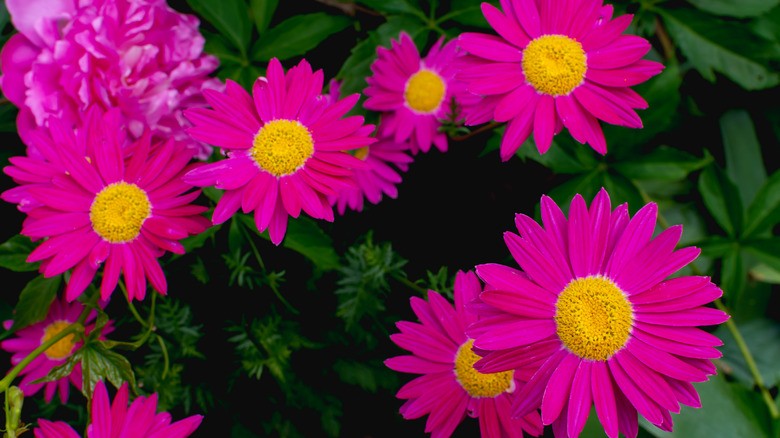 Painted daisies