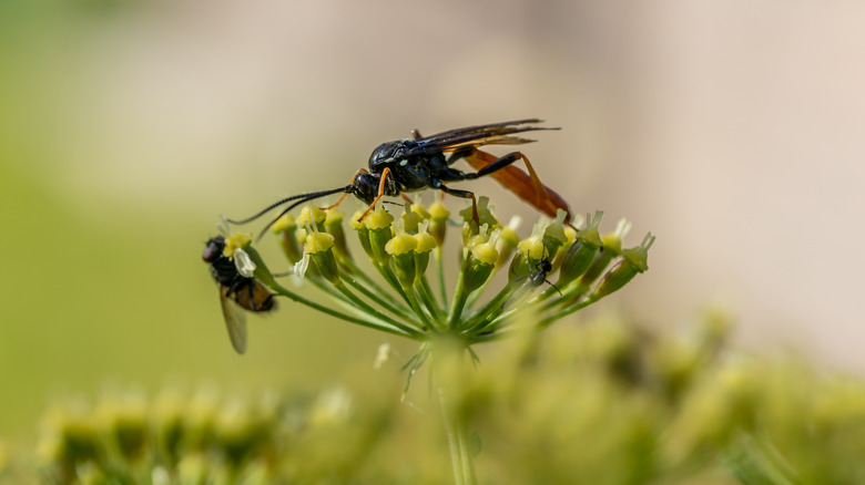 parasitic wasp on flower