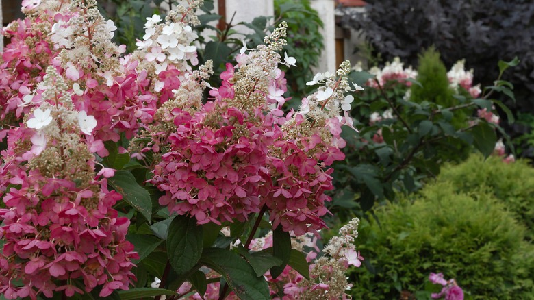 Pink and white blooms on hydrangea