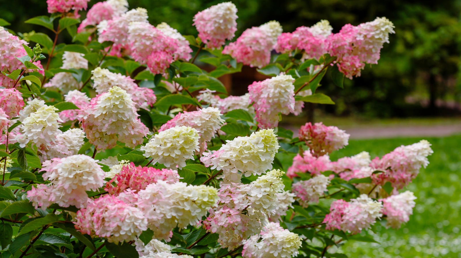 This Gorgeous Hydrangea Variety Has Color-Changing Superpowers