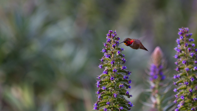 Hummingbird feeding on lupines