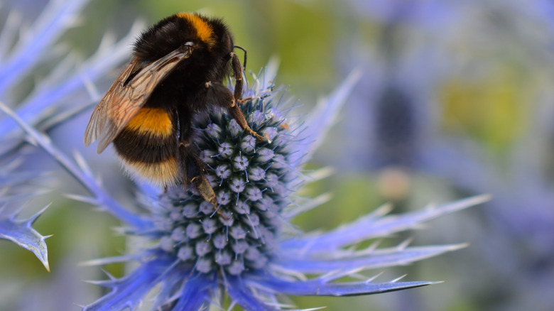 bee on sea holly