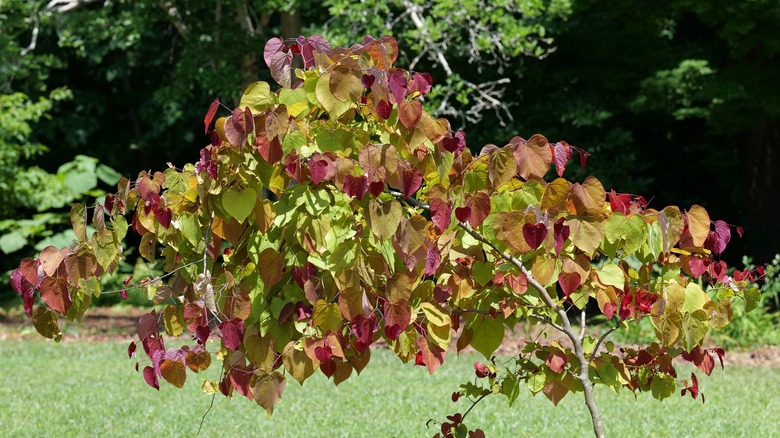 Flame thrower redbud tree