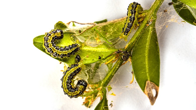 caterpillar pest