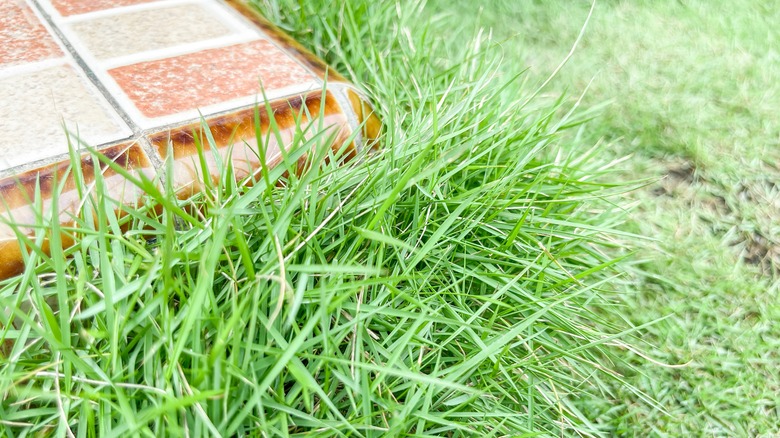 Zoysiagrass in lawn