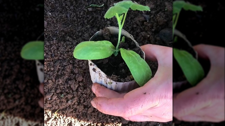 Seeding in cardboard pot