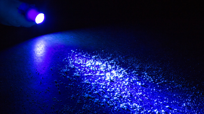 blacklight UV flashlight 