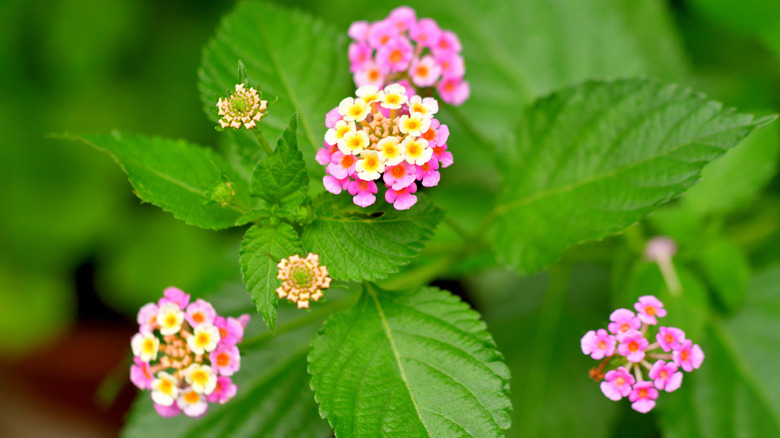 flowering lantana