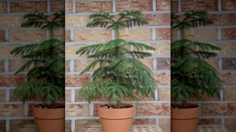 Norfolk Island pine in pot