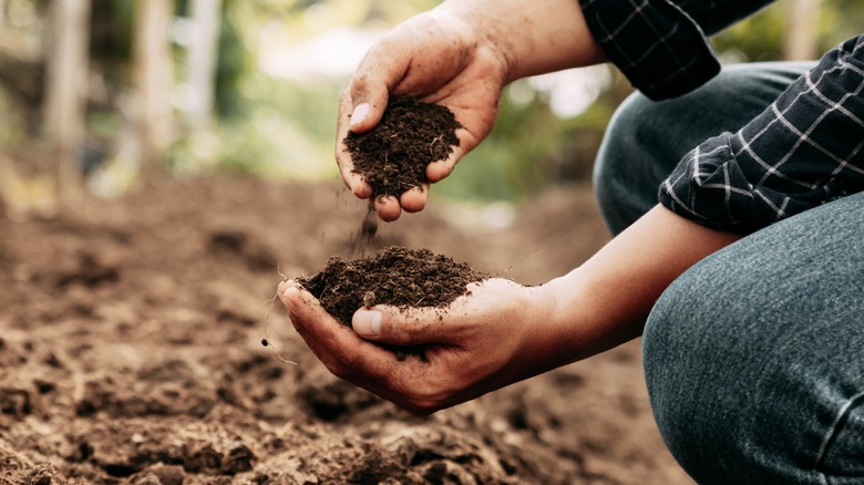 Person holding clumps of soil