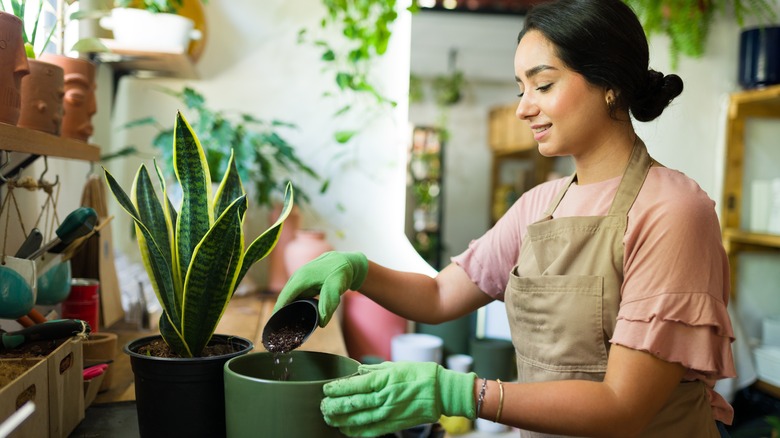 gardener caring for snake plant