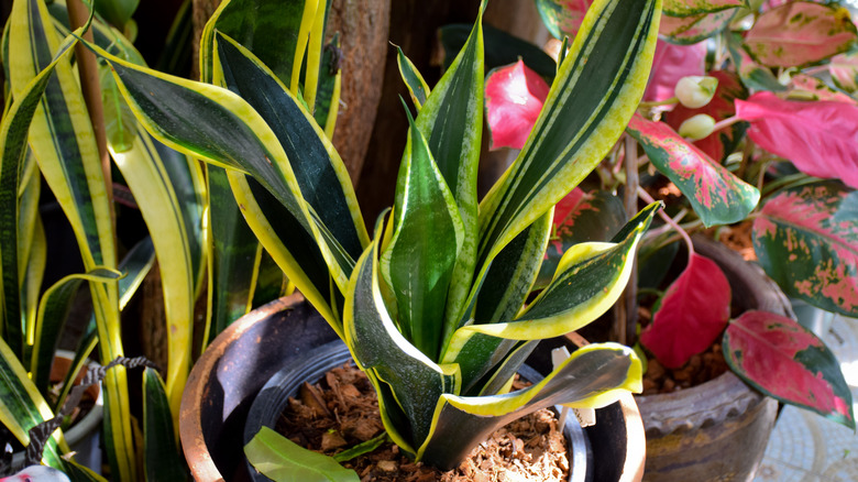 healthy snake plant in pot