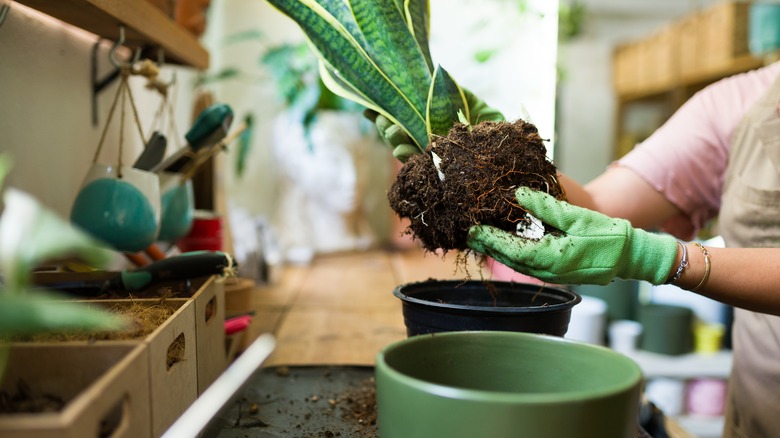 repotting a snake plant