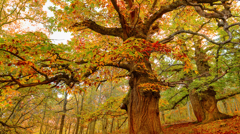 Chestnut trees in autumn