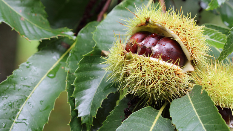 Chestnuts inside shell