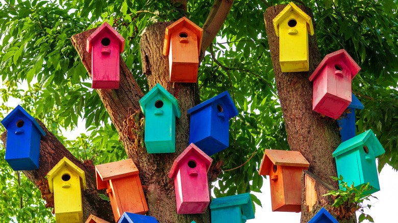 Cluster of birdhouses