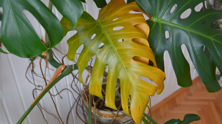 Monstera with yellowing leaves