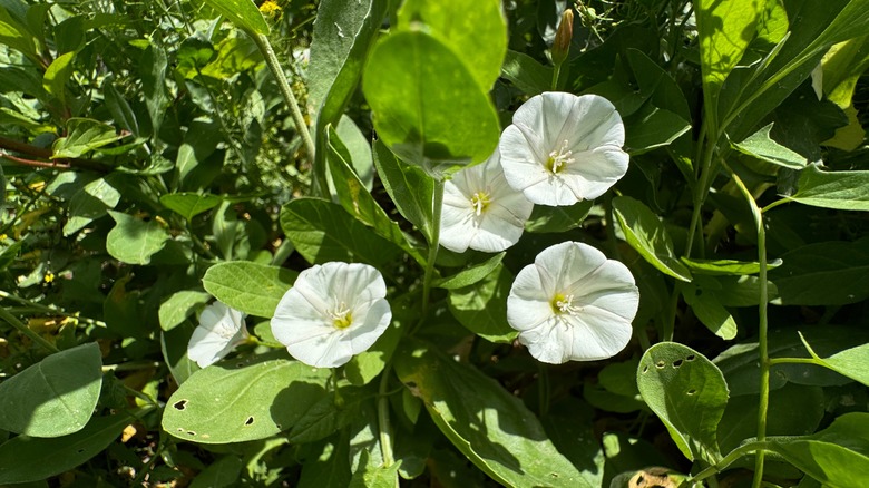 Bindweed with flowers