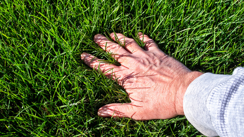 Hand on lush grass