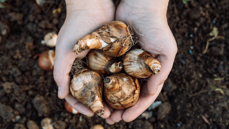 Hands holding daffodil bulbs