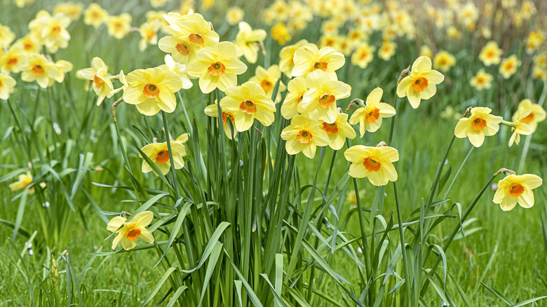 blooming yellow daffodils