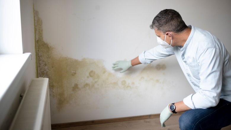 Man looking at moldy wall