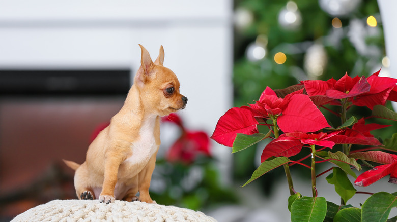 Poinsettias and chihuahua 