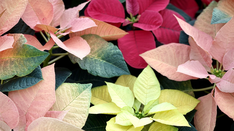 Colorful poinsettia care