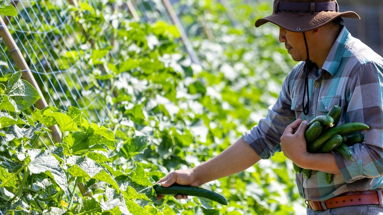 man plucking cucumbers from vine