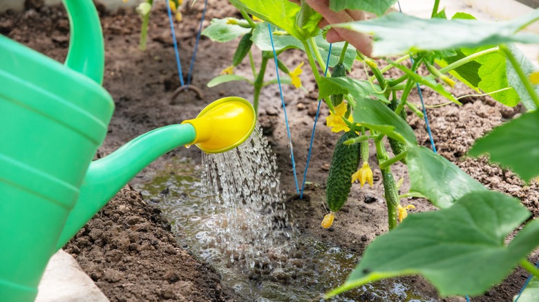 watering cucumbers with watering can