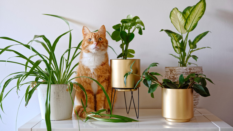 Cat amidst potted houseplants