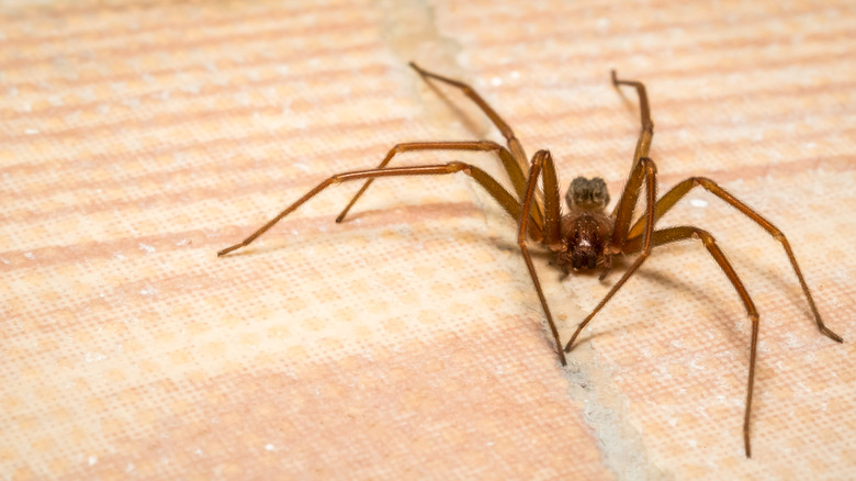 front view of a brown recluse spider