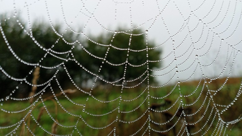 spider web in garden