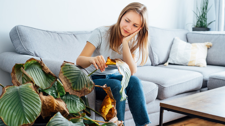 Woman looking at dead houseplant