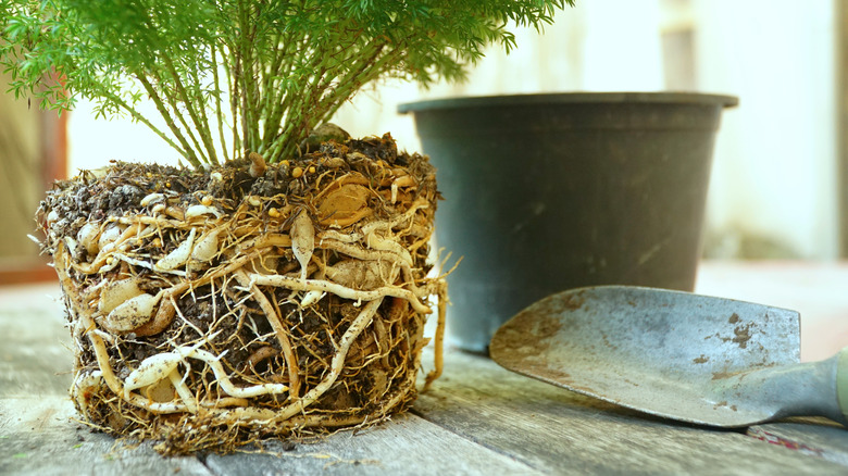 Closeup of Foxtail Fern roots