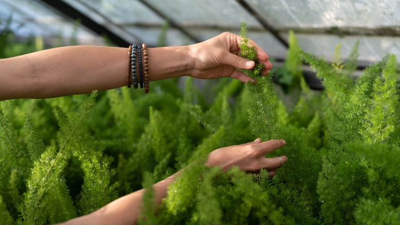 Hand reaching out to hold Foxtail Fern