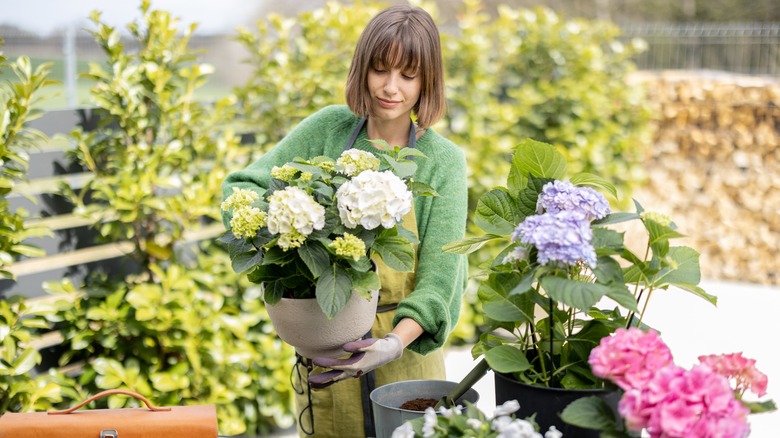 Woman holding hydrangea in pot