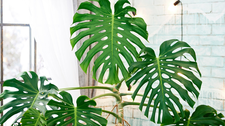 Monstera deliciosa plant in bright window