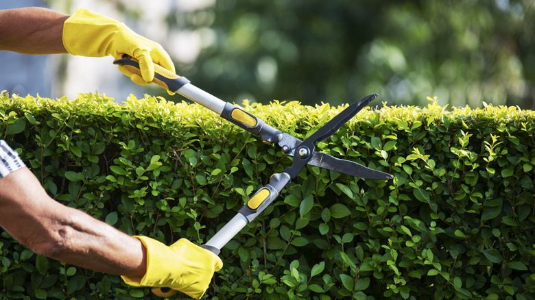 hands trimming shrubs