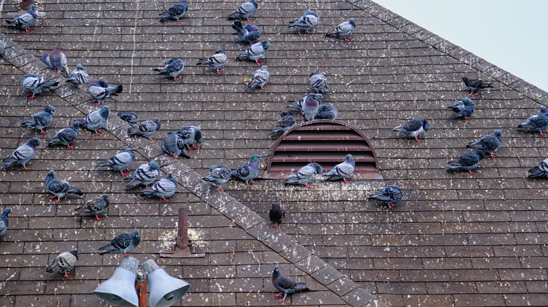 Many birds roosting on roof