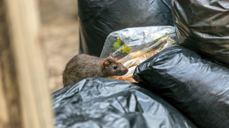 Mouse digging in home garbage