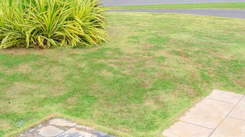 fungal disease on a lawn