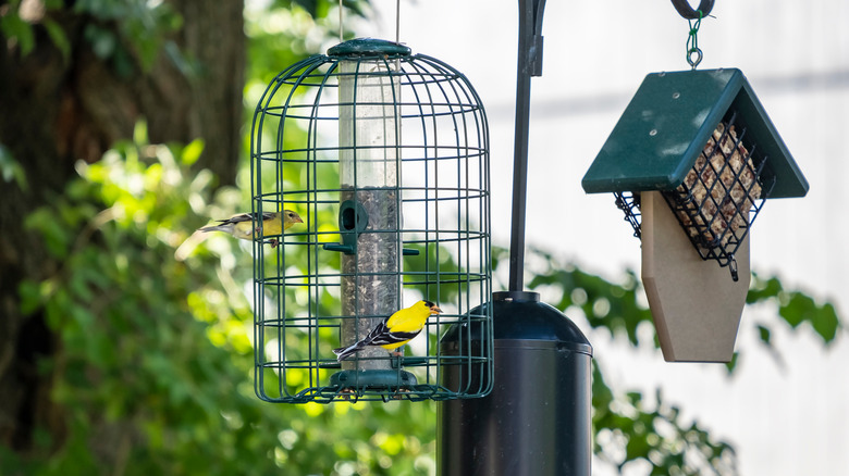 Birds in rat-proof feeder