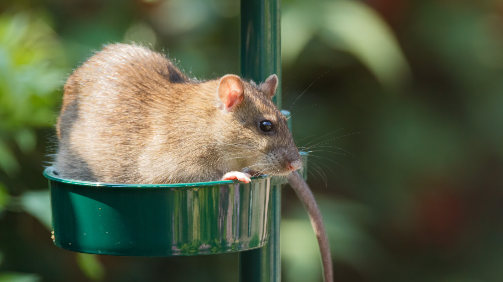 This Is Why Rats Won't Leave Your Bird Feeder Alone