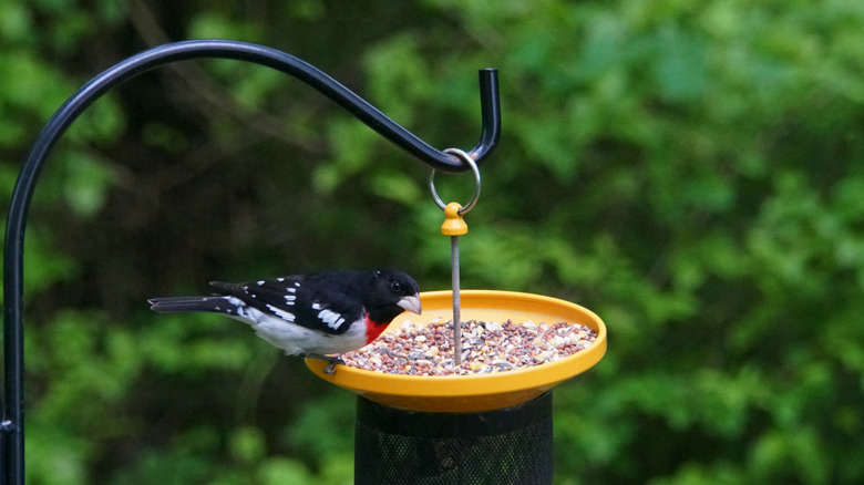 Bird using feeder on pole