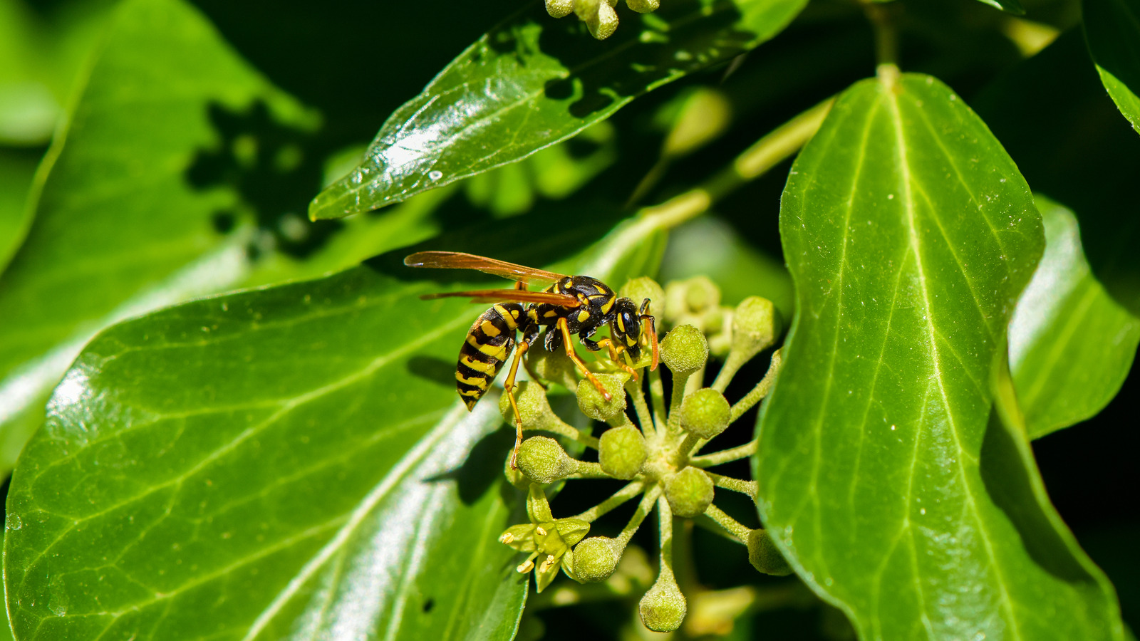 What's Attracting Yellow Jackets To Your Yard?
