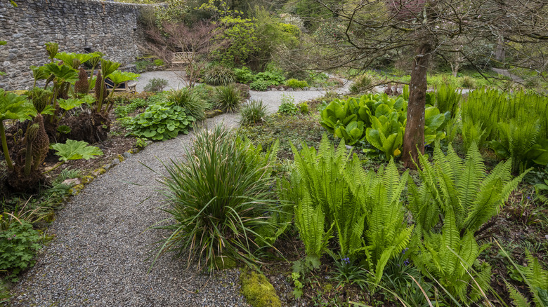 Ferns growing in outdoor garden