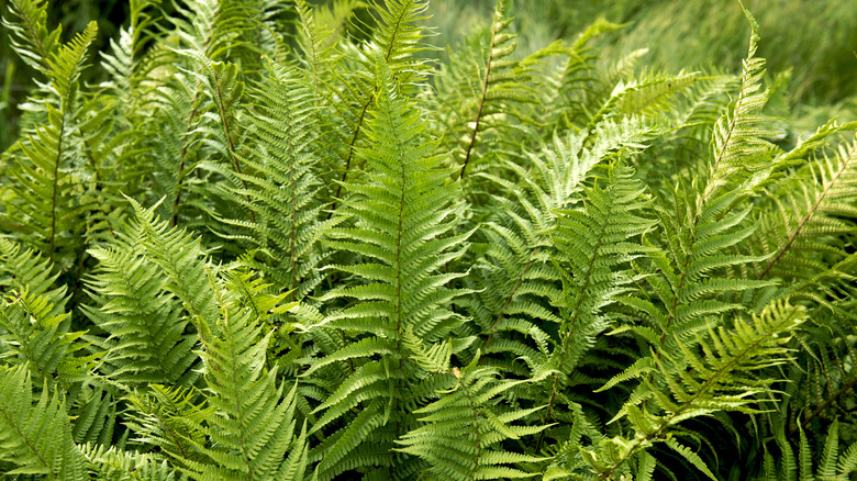 Fern with green fronds